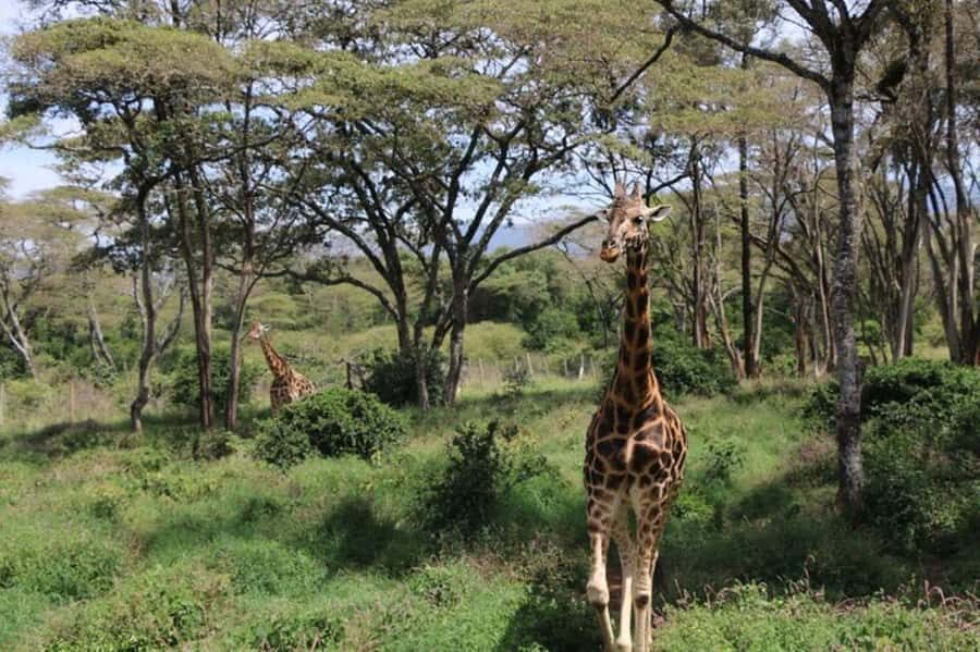 Kenya: 7-Day Big 5 Safari Tour from Nairobi - Key highlights worth planning for