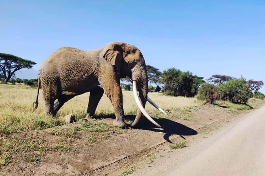 Kenya: 7-Day Big 5 Safari Tour from Nairobi - Entering The Big 5 Route: How this itinerary earns its stars