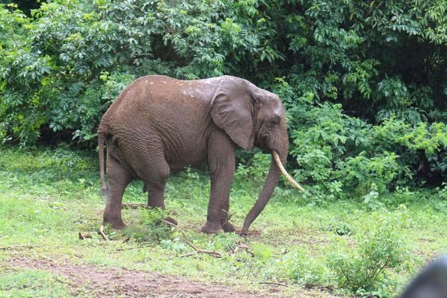 Kenya: 7-Day Big 5 Safari Tour from Nairobi - Day 5: Naivasha to Amboseli—classic Kilimanjaro views and big-plain safari energy
