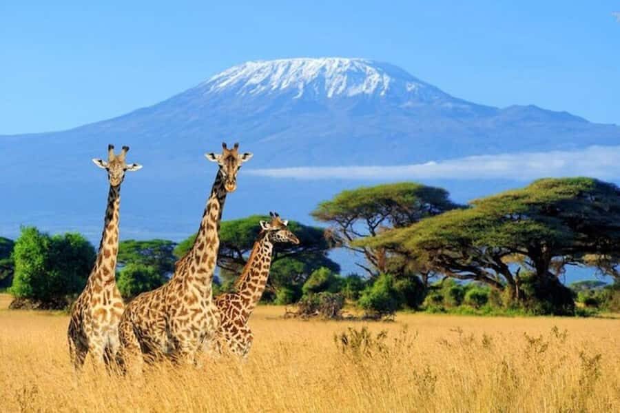 Kenya: 7-Day Big 5 Safari Tour from Nairobi - Price and logistics: What $247 buys you, and what you must budget for