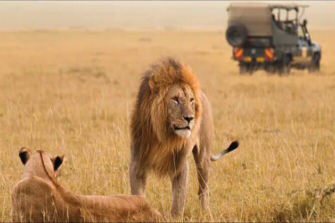 Kenya safari - Maasai Mara National Reserve: Big Five Days, Plus Balloon and Culture Options