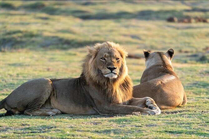 Kenya safari - Timing, Tickets, and How to Think About the Schedule