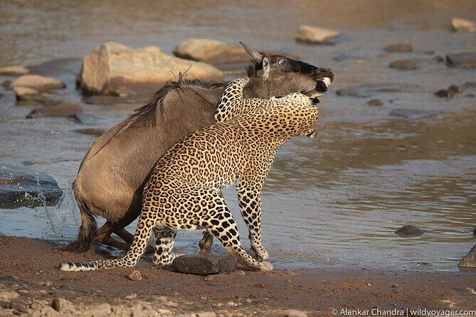 Kenya Safari: Amboseli, Lake Naivasha & Masai Mara - Masai Mara arrival day: first game drive in the Great Rift Valley