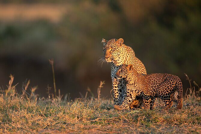 Kenya Safari: Amboseli, Lake Naivasha & Masai Mara - Masai Mara Days 5 and 6: morning and afternoon drives that chase the right action