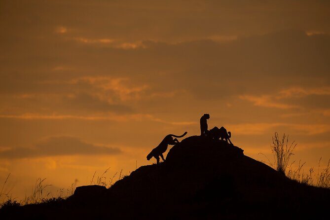 Kenya Safari: Amboseli, Lake Naivasha & Masai Mara - What the private setup gives you (and where it can fall short)