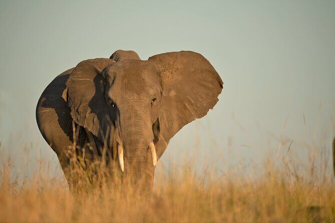 Kenya Safari: Amboseli, Lake Naivasha & Masai Mara - Lodging near the parks: why it’s worth paying for proximity