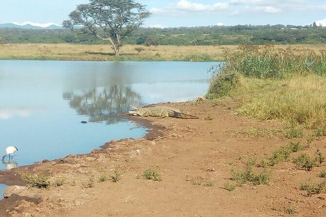 Kenya safari - Lake Nakuru National Park: Flamingos and Rhino-Sanctuary Drama