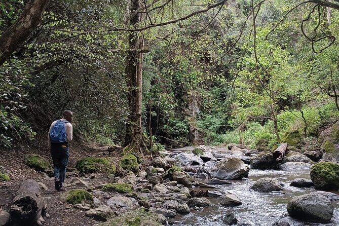 Kilimanjaro Wanderlust Day Hike - How hard is it, really? Fitness and pacing for 1–5 hours