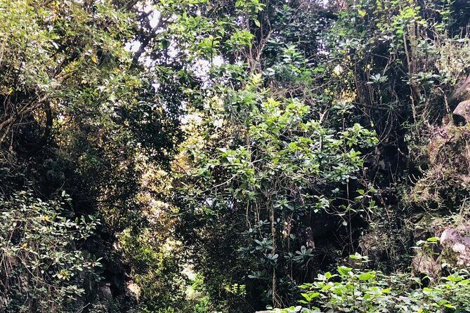 Kilimanjaro Wanderlust Day Hike - What to bring for a rainforest hike on Kilimanjaro’s Kenyan side