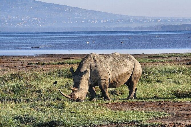 Lake Naivasha And Lake Nakuru Overnight Tour - Lunch Break and Lake Naivasha: Hippos Up Close by Boat