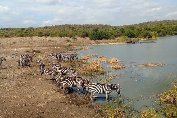 Lake Naivasha And Lake Nakuru Overnight Tour - Lake Nakuru National Park: Rhinos, Lions, and Flamingo Days
