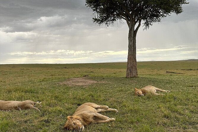 Lake Naivasha And Lake Nakuru Overnight Tour - Guide Joseph’s Impact: Close Spotting and Calm Direction