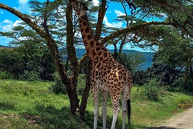 Lake Naivasha And Lake Nakuru Overnight Tour - Tips to Plan Like a Pro (Without Overthinking It)