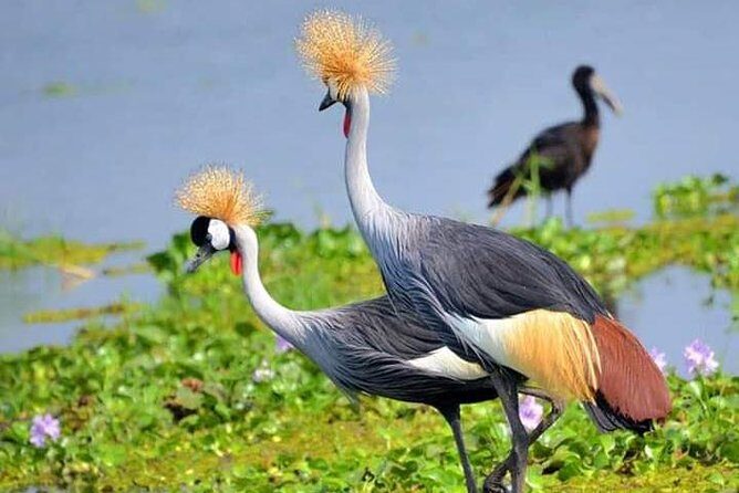 Lake Naivasha & Crescent island day trip. - Rift Valley morning drive: the part you’ll remember