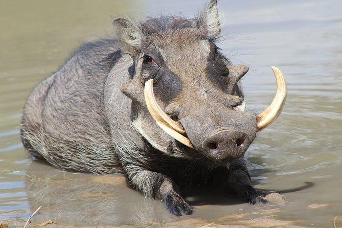 Lake Naivasha & Crescent island day trip. - What to plan for before you go