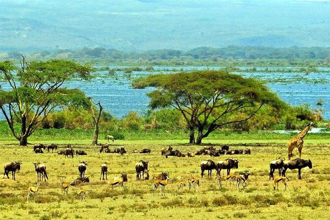 Lake Naivasha day tour including the crescent island - Birdwatching on the Lake: Pelicans, Cormorants, Fish-Eagles