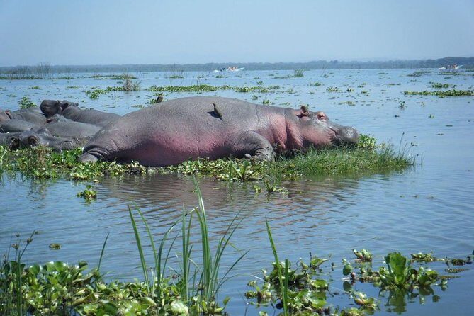 Lake Naivasha day tour including the crescent island - The Boat Ride on Lake Naivasha: Wildlife From a Different Angle