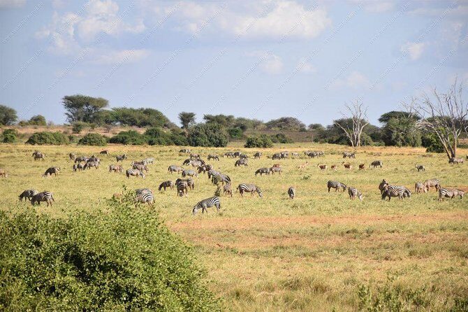 Lake Naivasha day tour including the crescent island - Price and Value: What $102.57 Actually Gets You