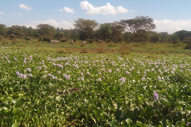 Lake Naivasha Private Day Tour with Boat Ride from Nairobi - Key things that make this Lake Naivasha tour worth your time