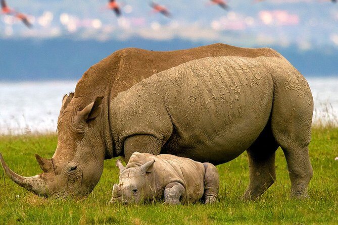 Lake Nakuru Day Trip From Nairobi - Quick highlights you’ll feel right away