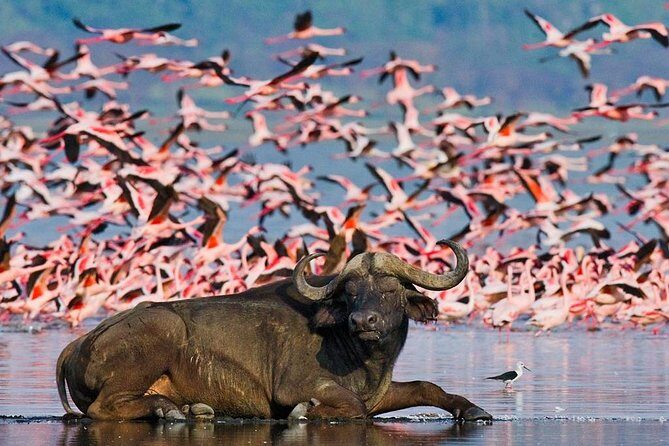 Lake Nakuru Day Trip From Nairobi - Lake Nakuru from Nairobi: a true Rift Valley day plan