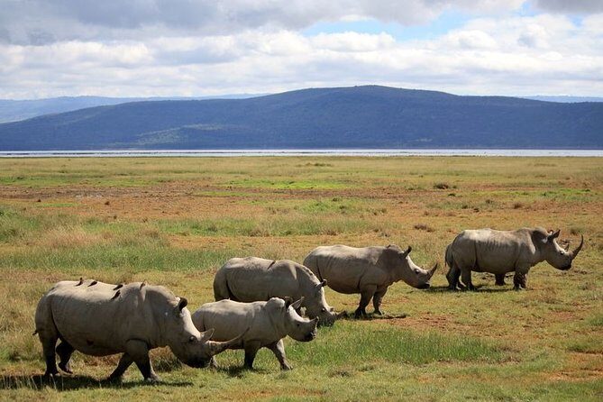 Lake Nakuru Day Trip From Nairobi - Lake Nakuru itself: the pink-flamingo spectacle you came for