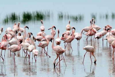 Lake Nakuru Day Trip From Nairobi - Morning game drive at Lake Nakuru: where rhinos and birds pull focus