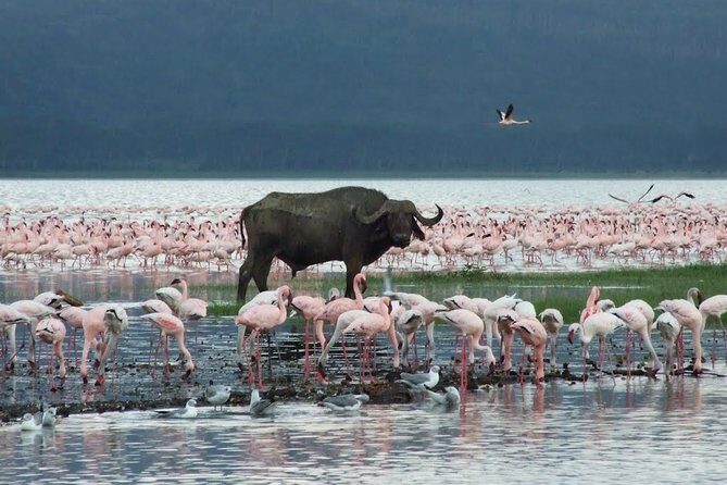 Lake Nakuru Day Trip From Nairobi - Rhino concentration at Lake Nakuru: why your odds are better here