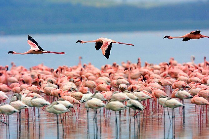 Lake Nakuru Day Trip From Nairobi - Price and what you’ll actually pay: $195 plus entrance fees