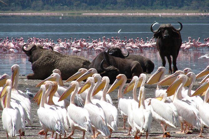 Lake Nakuru Day Trip From Nairobi - What to bring so the day feels easy (not rushed)