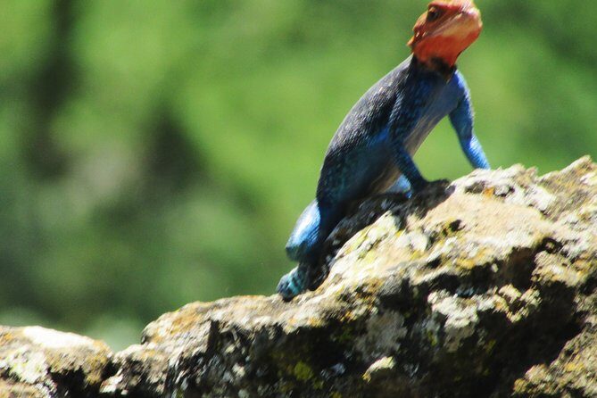 Lake Nakuru Day Trip Safari – & Optional Lake Naivasha Boat - First Thing at 5am: What the Day Really Means
