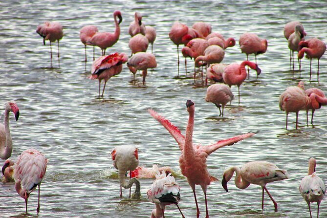 Lake Nakuru Day Trip Safari – & Optional Lake Naivasha Boat - Lake Nakuru Morning Game Drive: Flamingos, Rhino Chances, and Big Cat Potential