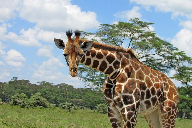 Lake Nakuru Day Trip Safari – & Optional Lake Naivasha Boat - Makalia Waterfalls: A 10m Drop, Bird Sounds, and Room to Stretch
