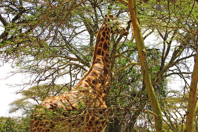 Lake Nakuru Day Trip Safari – & Optional Lake Naivasha Boat - Baboon Cliff and Vervits Views: Great Lake Lines, Real Baboon Energy