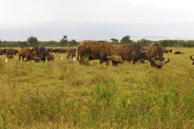 Lake Nakuru Day Trip Safari – & Optional Lake Naivasha Boat - Lake Naivasha: Birds on Open Water and Hippos at the Shore