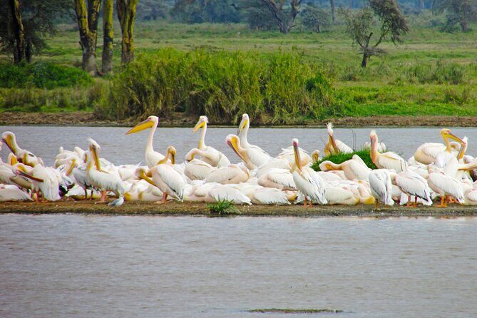 Lake Nakuru Day Trip Safari – & Optional Lake Naivasha Boat - Crescent Island Game Sanctuary Walk: Predator-Free and Walkable