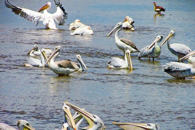 Lake Nakuru Day Trip Safari – & Optional Lake Naivasha Boat - Lake Elementaita Stop: Flamingo Hatching Clues and Hot Springs
