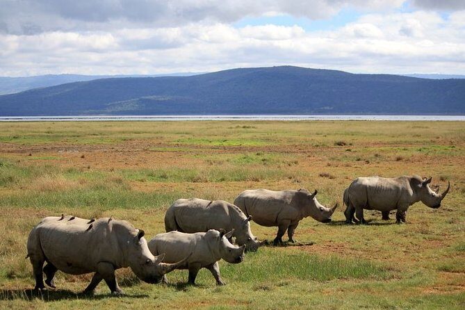 Lake Nakuru National Park & Boat Ride at Lake Naivasha Day Tour From Nairobi - Lake Nakuru Exit and the Trip to Naivasha: How the Afternoon Comes Together