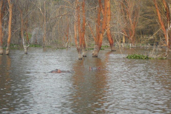 Lake Nakuru National Park Day Tour Via Lake Naivasha - How the Guide Style Impacts Your Sightings