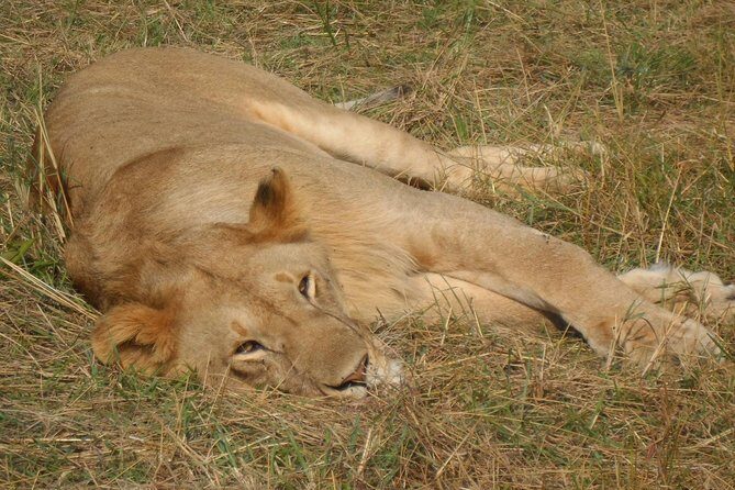 Lake Nakuru National Park Day Tour Via Lake Naivasha - Vehicle Time, Group Size, and Realistic Expectations