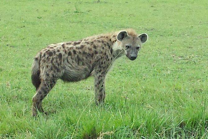 Lake Nakuru National Park Day Tour Via Lake Naivasha - Lunch Timing and What to Expect Between Parks