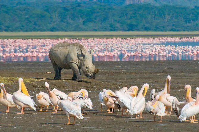 Lake Nakuru National Park: Day Trip from Nairobi - Key highlights before you go