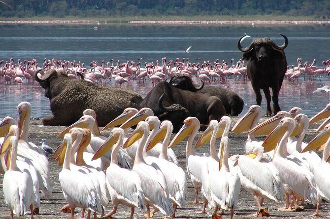 Lake Nakuru National Park: Day Trip from Nairobi - Lake Nakuru in One Long Morning: Schedule and expectations
