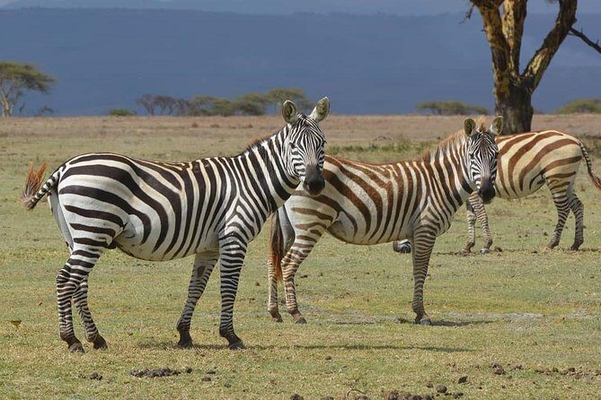 Lake Nakuru National Park: Day Trip from Nairobi - Birding at 450+ species: what to watch for at the water’s edge