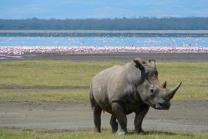 Lake Nakuru National Park: Day Trip from Nairobi - Guide quality and small group flow (up to 15)