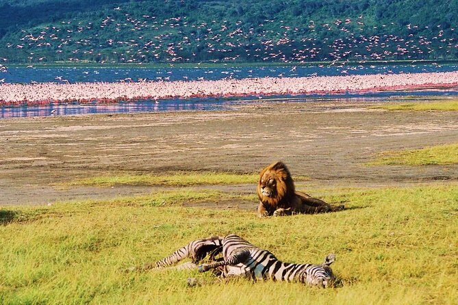 Lake Nakuru National Park: Day Trip from Nairobi - Who this Lake Nakuru day trip suits best