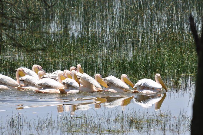 Lake Nakuru National Park daytrip - Lake Nakuru National Park: birds first, big mammals possible