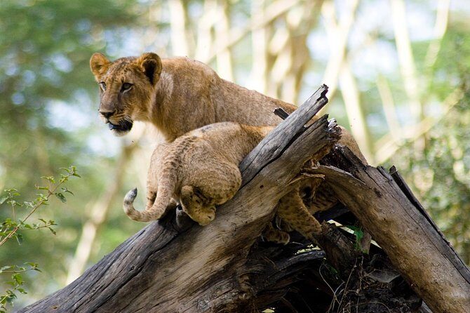 Lake Nakuru National Park daytrip - What you get for $219: private transport, park drive, and real time in the wild