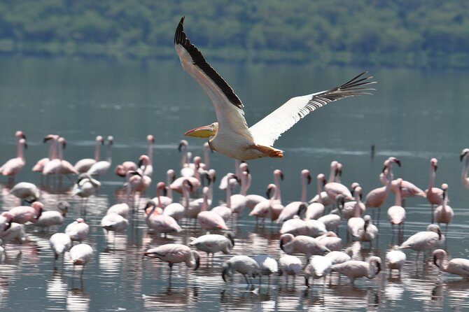 Lake Nakuru National Park daytrip - What to pack and how to enjoy the day more