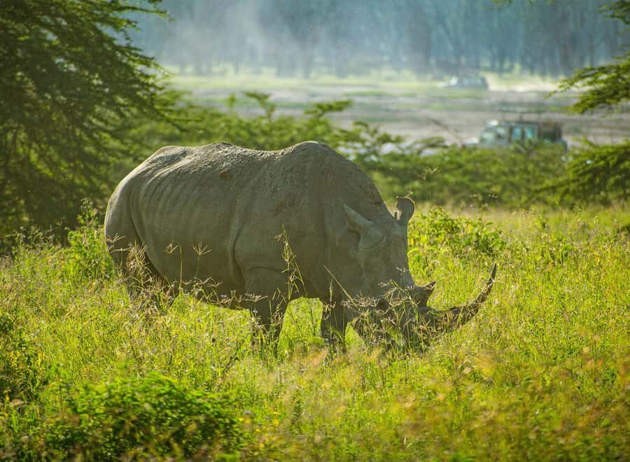 Lake Nakuru National Park: Daytrip in a 4X4 Private Jeep - Key Points You’ll Feel Immediately
